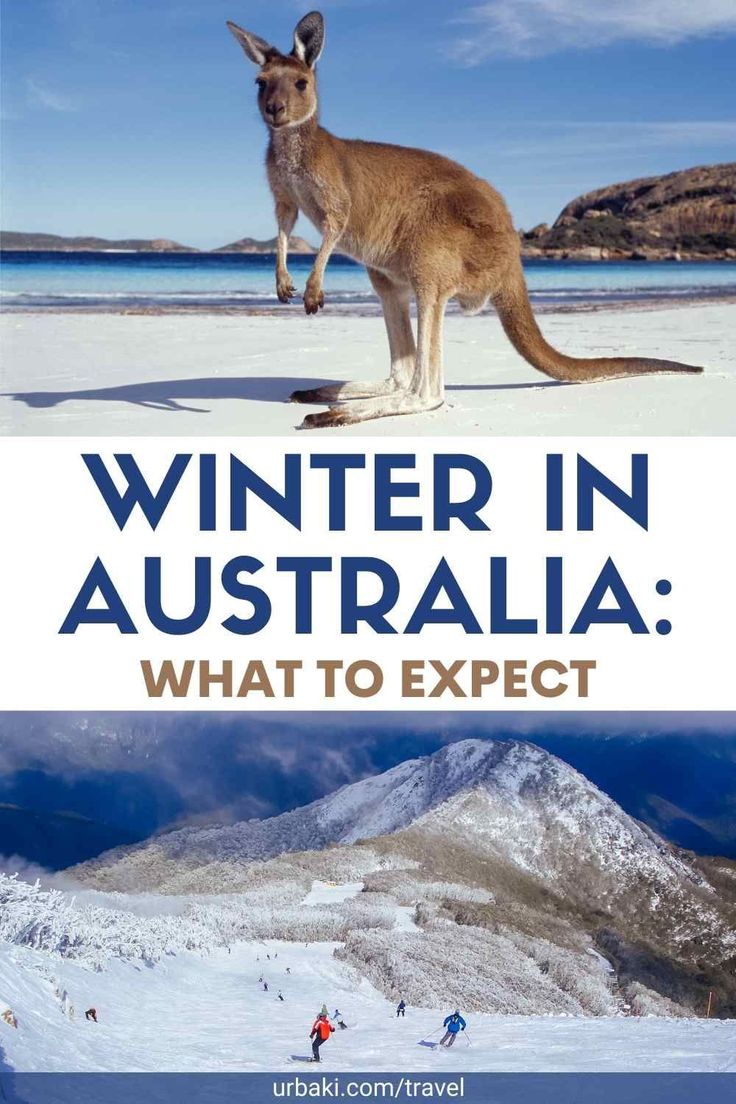 a kangaroo standing on top of a snow covered mountain with the words winter in australia what to expect