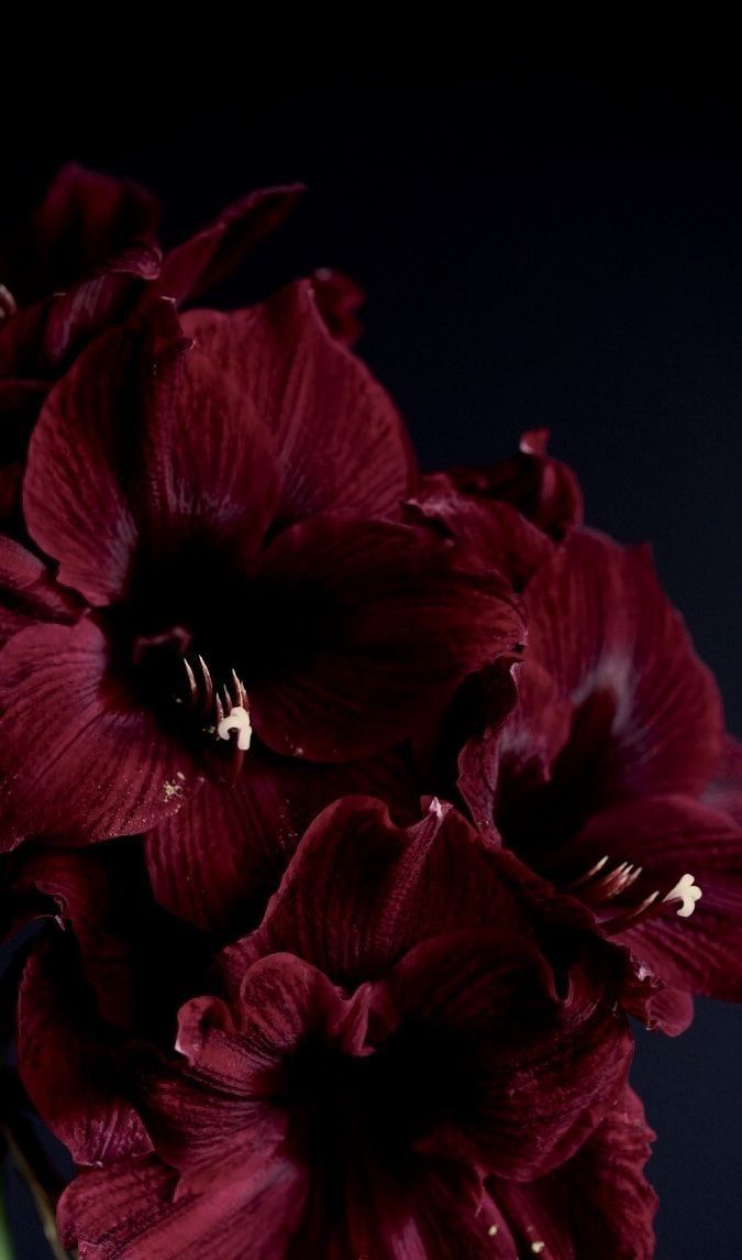 red flowers in a glass vase on a table