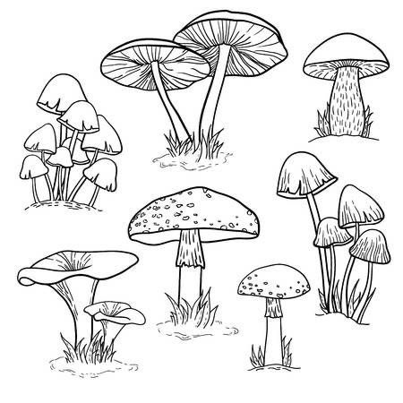 a coloring page with different types of mushrooms