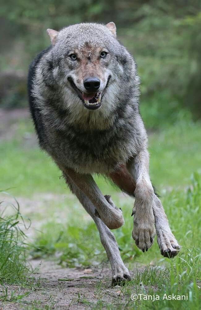 a wolf running across a grass covered field