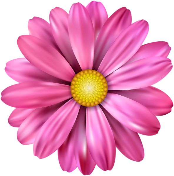 a pink flower with yellow center on a white background