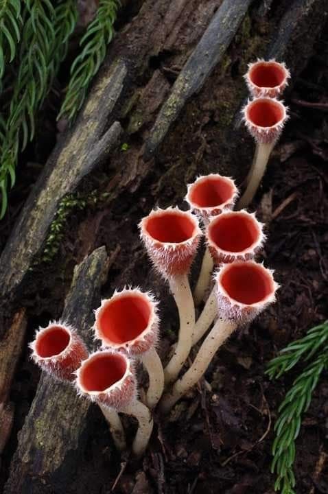 small red and white flowers growing out of the ground next to a tree trunk with green leaves on it