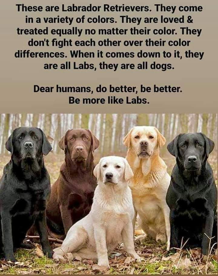 four labrador retriever dogs sitting in the woods with their caption, dear humans do better