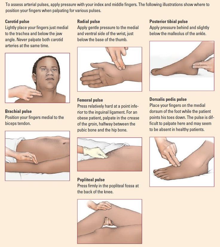 Pulse Points Nursing, Pulses Images, Medical Assistant Student, Nursing Assessment, Nursing School Essential, Nursing School Motivation, Nursing Student Tips, Pharmacology Nursing, Medical Student Study