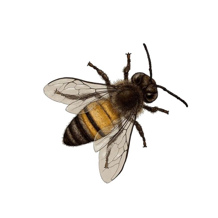 a close up of a bee on a white background