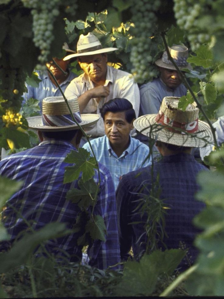 several men are standing in the middle of grapes