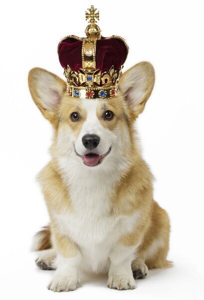 a corgi dog with a crown on its head is sitting in front of a white background