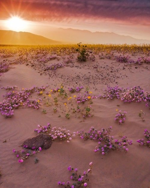 the sun is setting over a desert with purple flowers in the foreground and an inspirational quote about good night