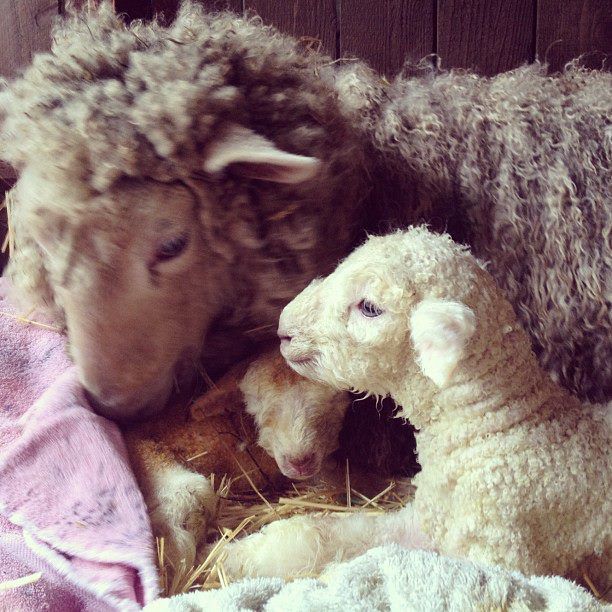 two lambs are laying next to each other in the hay and one is cuddled up