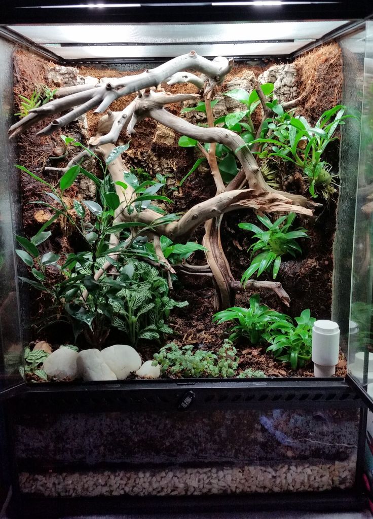 an aquarium filled with plants and rocks