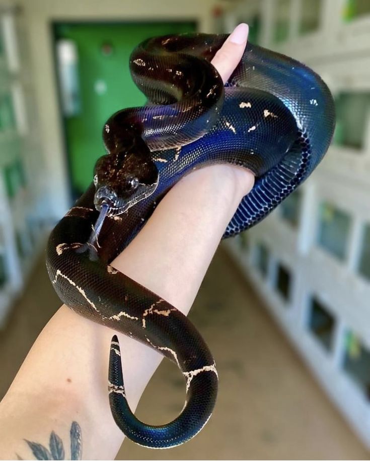 a hand holding a black and blue snake in it's right arm, with another one on the other side