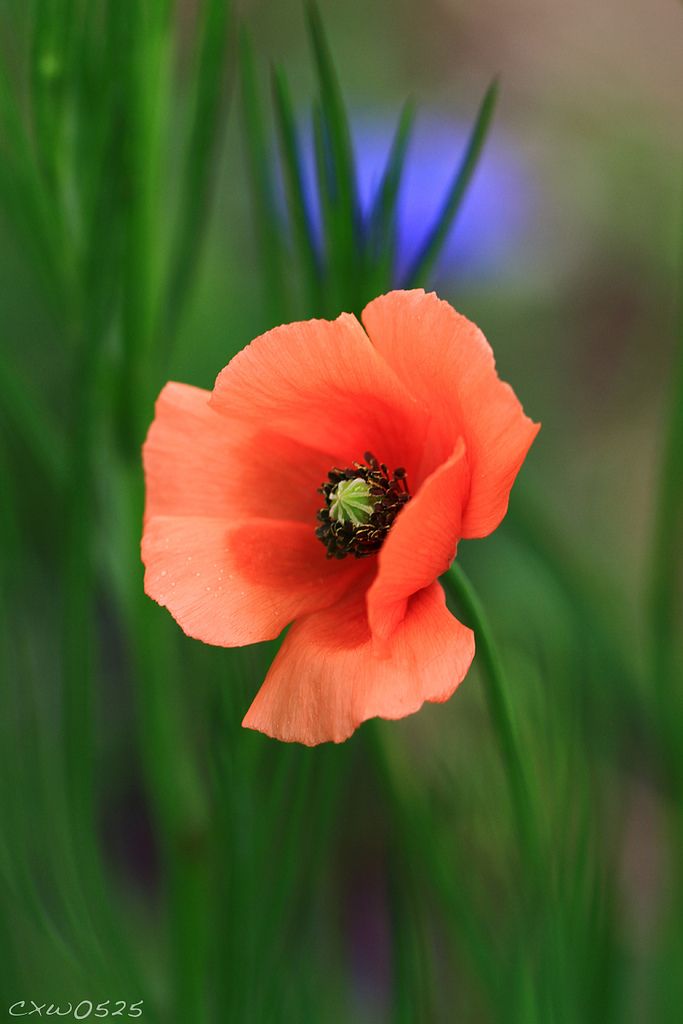 an orange flower with green stems and blue flowers in the backgrounnds