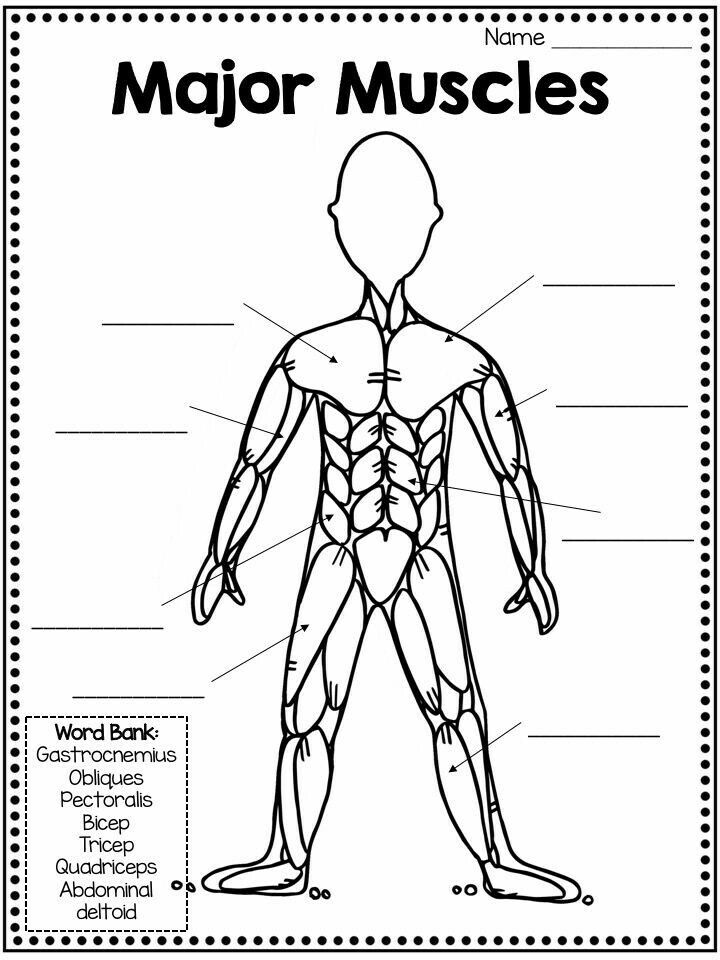 the major muscles and their labelings are shown in this worksheet for kids