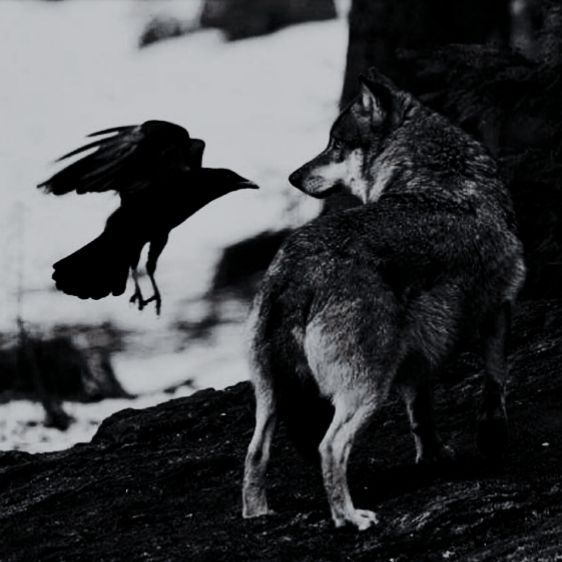 a black and white photo of a wolf with a crow on its back in front of a tree