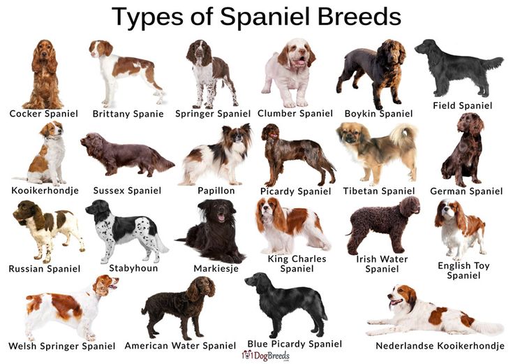 different types of spaniels are shown in this image, with the names below