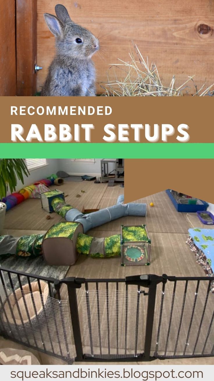 a rabbit sitting on top of a table in front of a wooden wall with text reading recommended rabbit setups