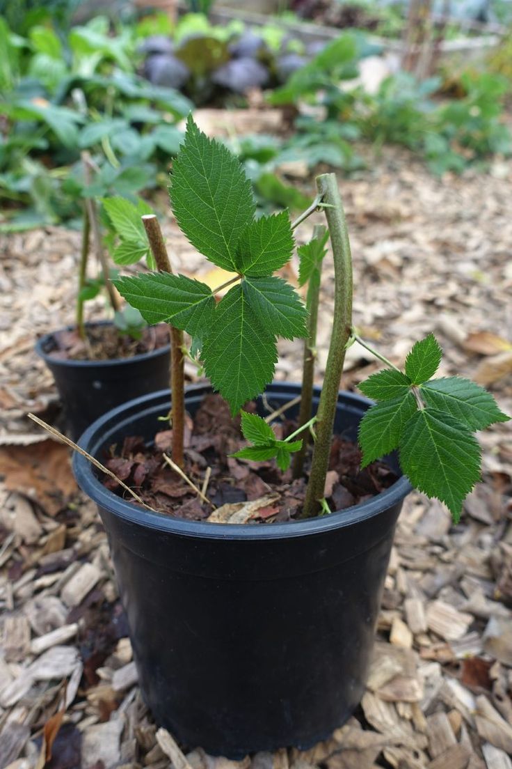 three small plants in black pots on the ground