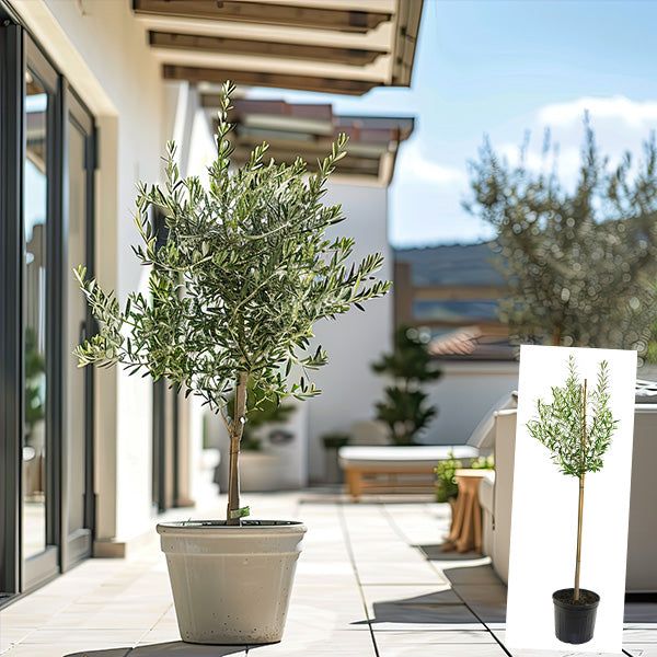 a potted olive tree sitting on top of a white tile floor next to a building