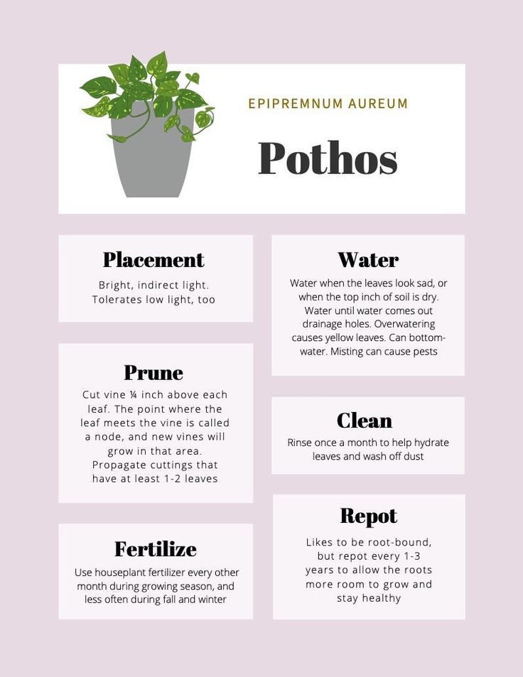 an info sheet with the words pothos and other things to describe in each section