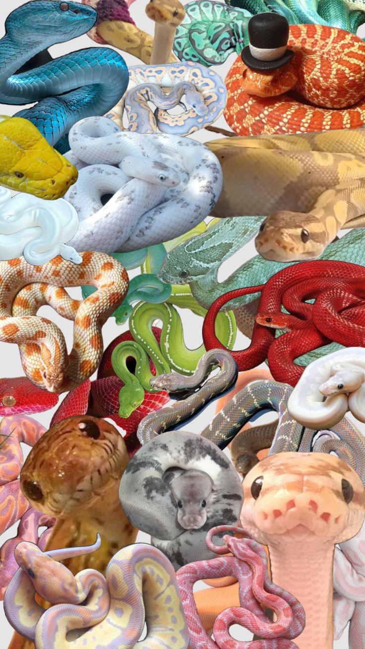 many different colored snakes and rattles are on the table together in this collage