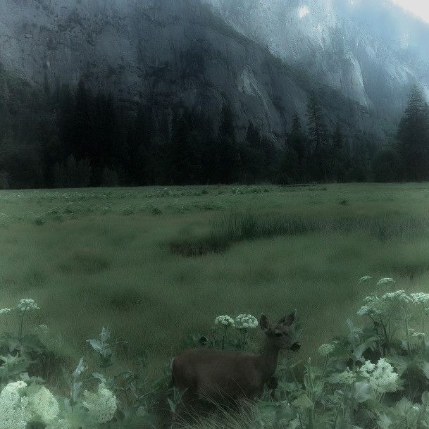 a deer standing in the middle of a lush green field with mountains in the background