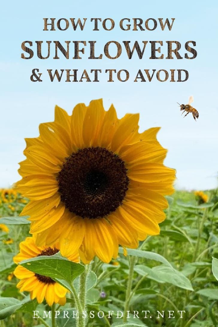 a sunflower with the words how to grow sunflowers and what to avoid