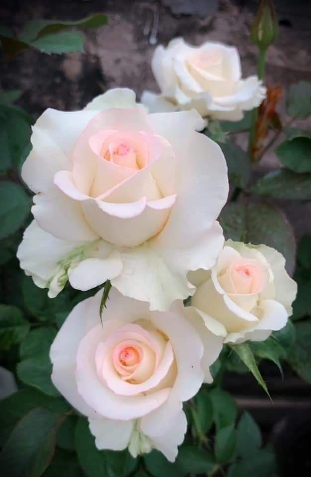 three white roses are blooming in the garden