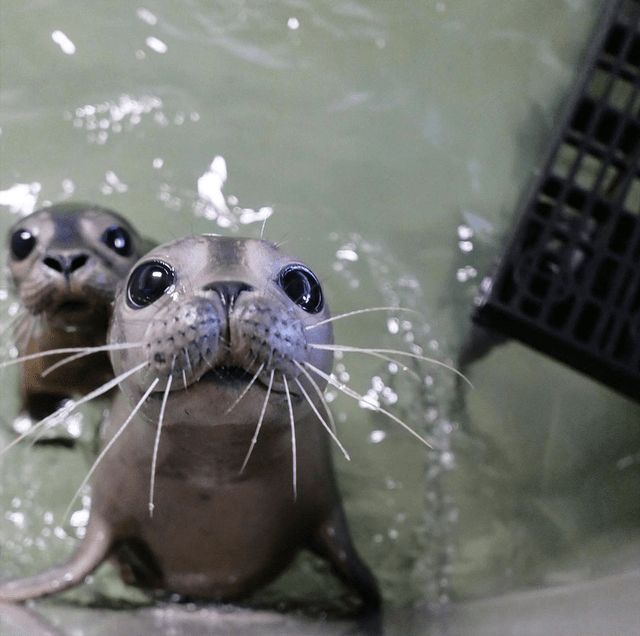 two baby seal puppies are playing in the water with each other and looking at the camera