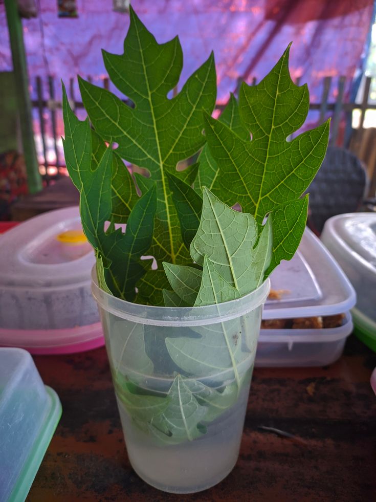 a plastic cup filled with green leaves on top of a table