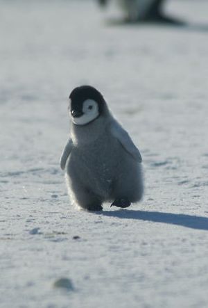 a small penguin is standing in the snow