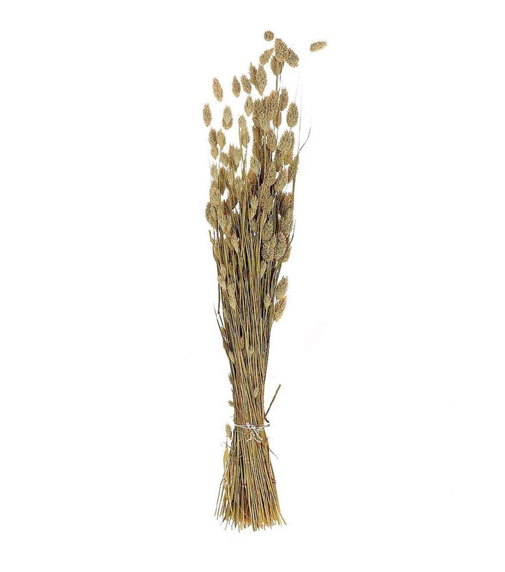 dried wheat stalks on a white background