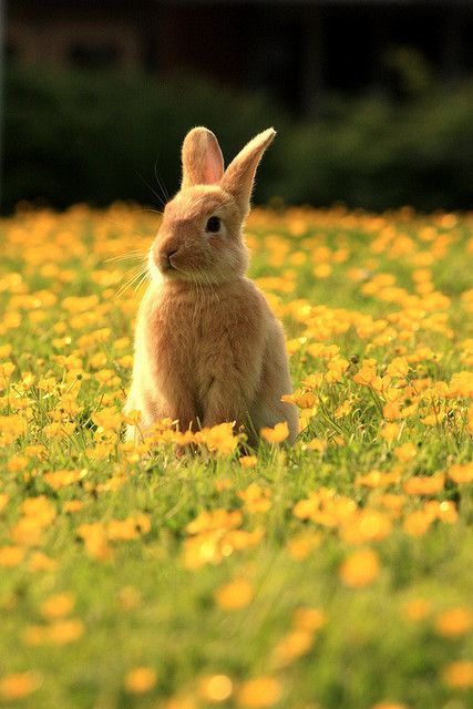 a rabbit is sitting in the middle of a field of yellow dandelions and grass