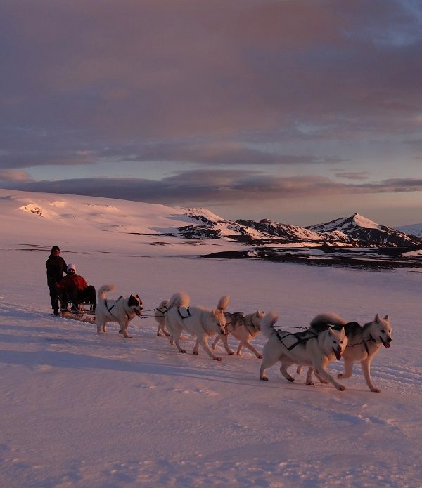 a man riding on the back of a sled pulled by dogs