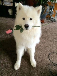 a white dog holding a pink rose in its mouth with the words feliz dia masque on it