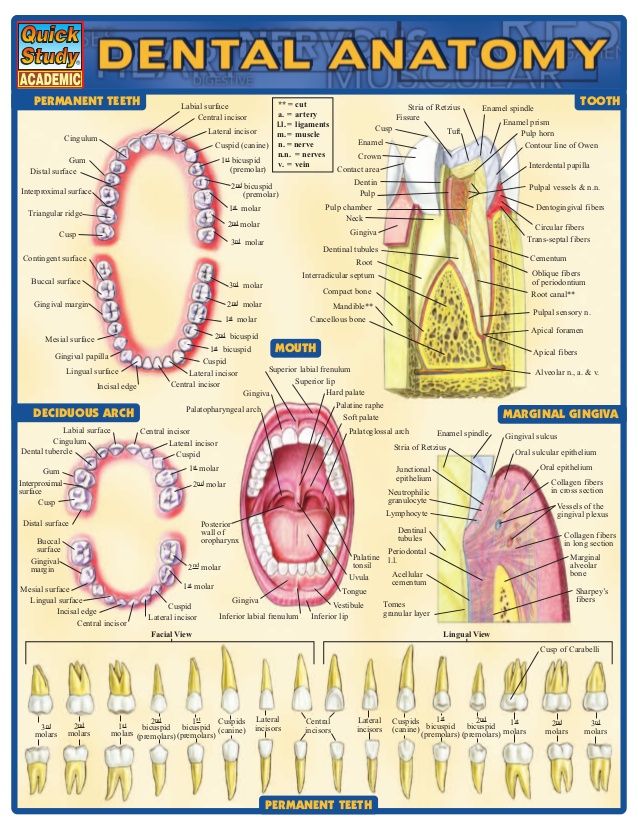 Dental Assistant School, Dental Hygienist School, Dental Assistant Study, Dental Hygiene Student, Dental Hygiene School, Dental Anatomy, Kedokteran Gigi, Dental Fun, Dental Facts