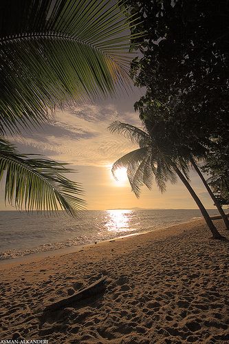 an instagram page on the beach with palm trees and sun setting in the background