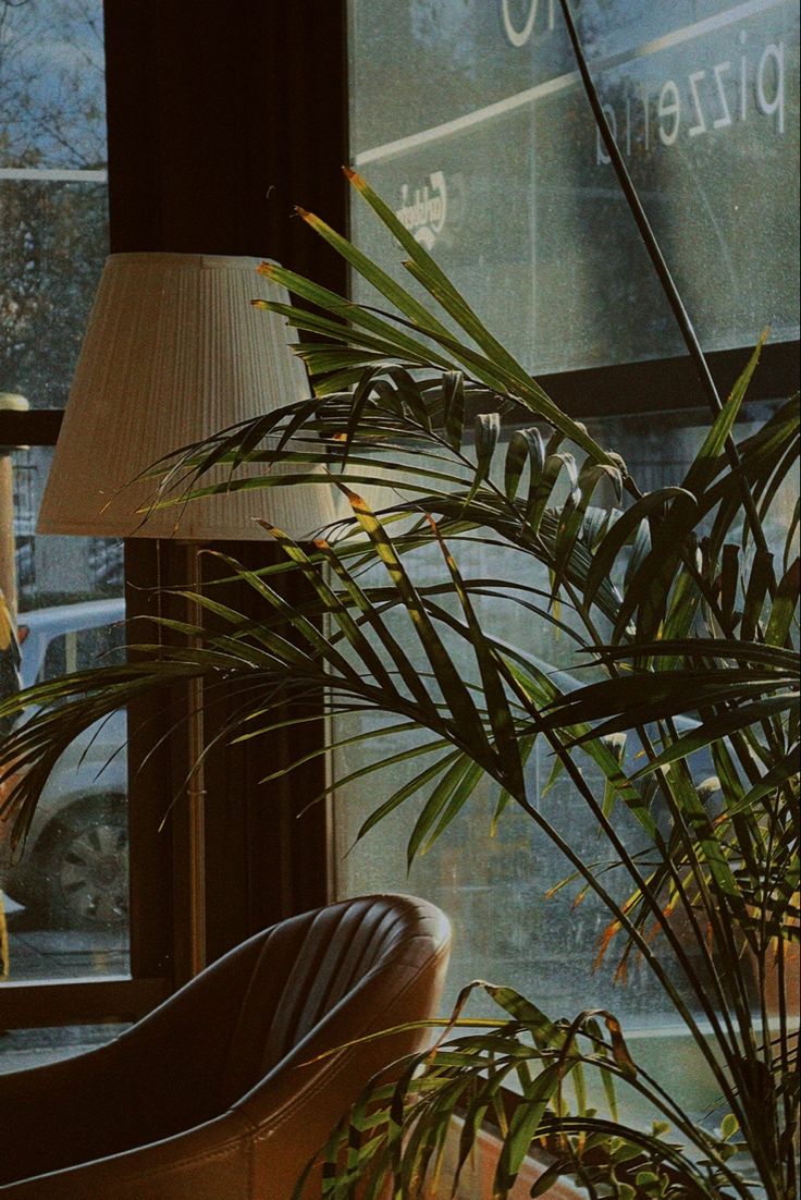 a cat sitting on a chair in front of a window next to a lamp and potted plant