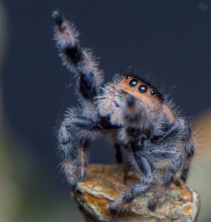 a close up of a spider on a rock with it's legs in the air