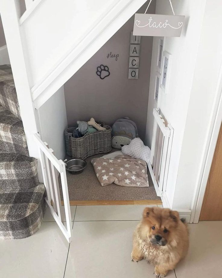 a brown dog sitting in the doorway of a house next to a bed and stairs