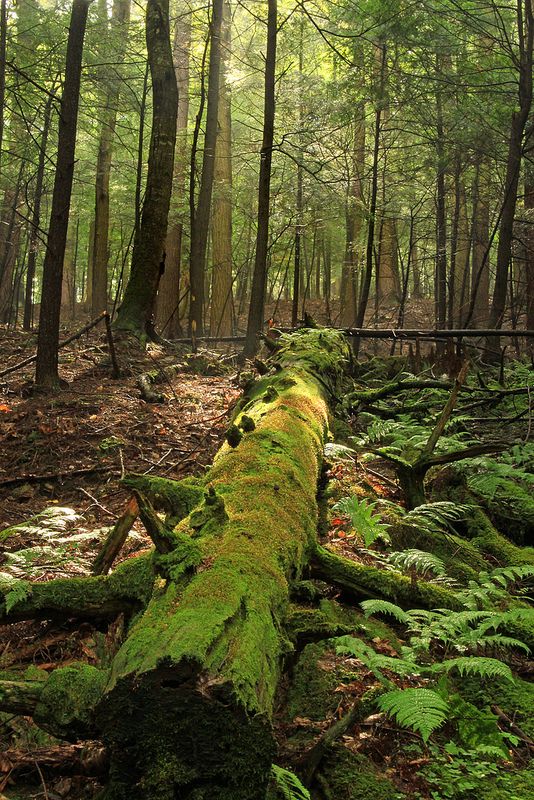 a moss covered log in the middle of a forest