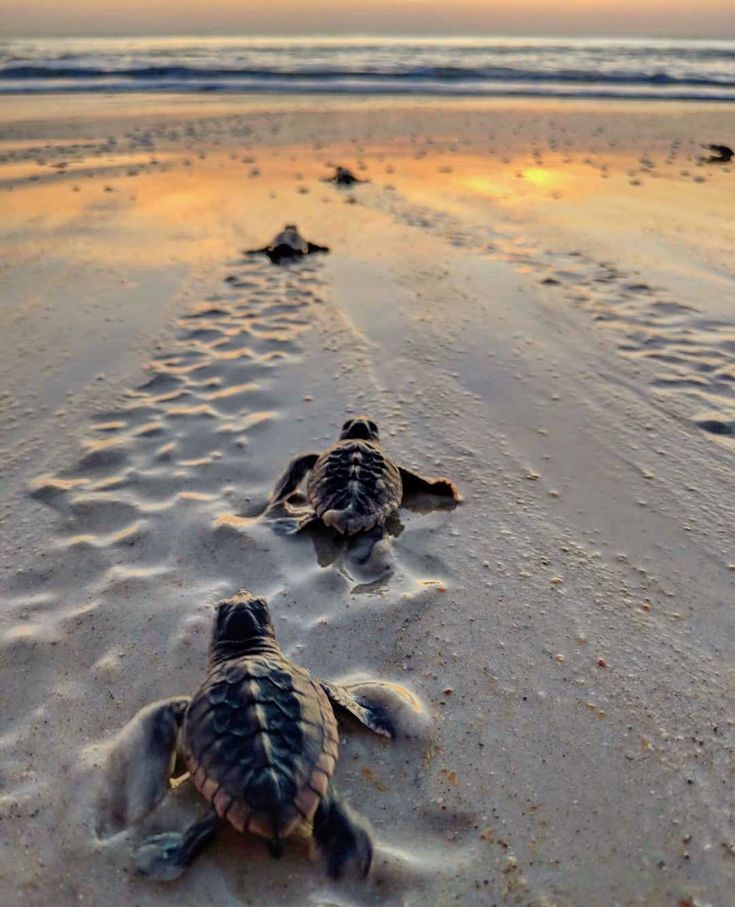 two baby sea turtles are walking on the beach at sunset with their heads in the sand