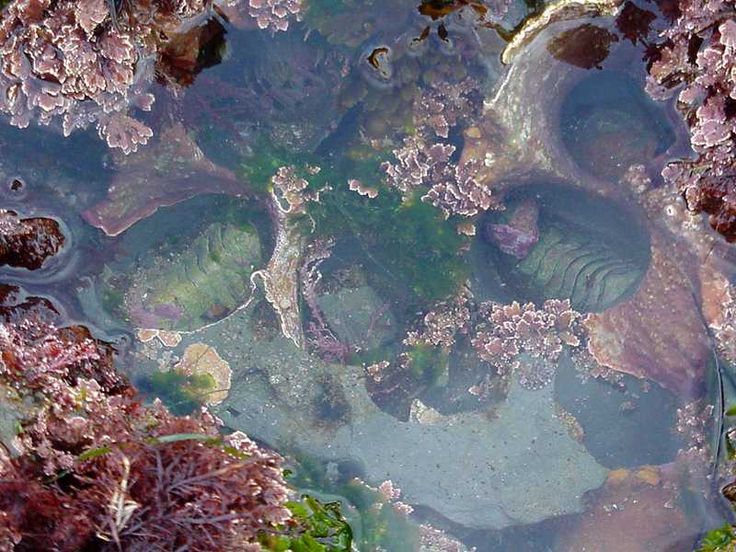 an aerial view of some plants and water in the middle of it's surface