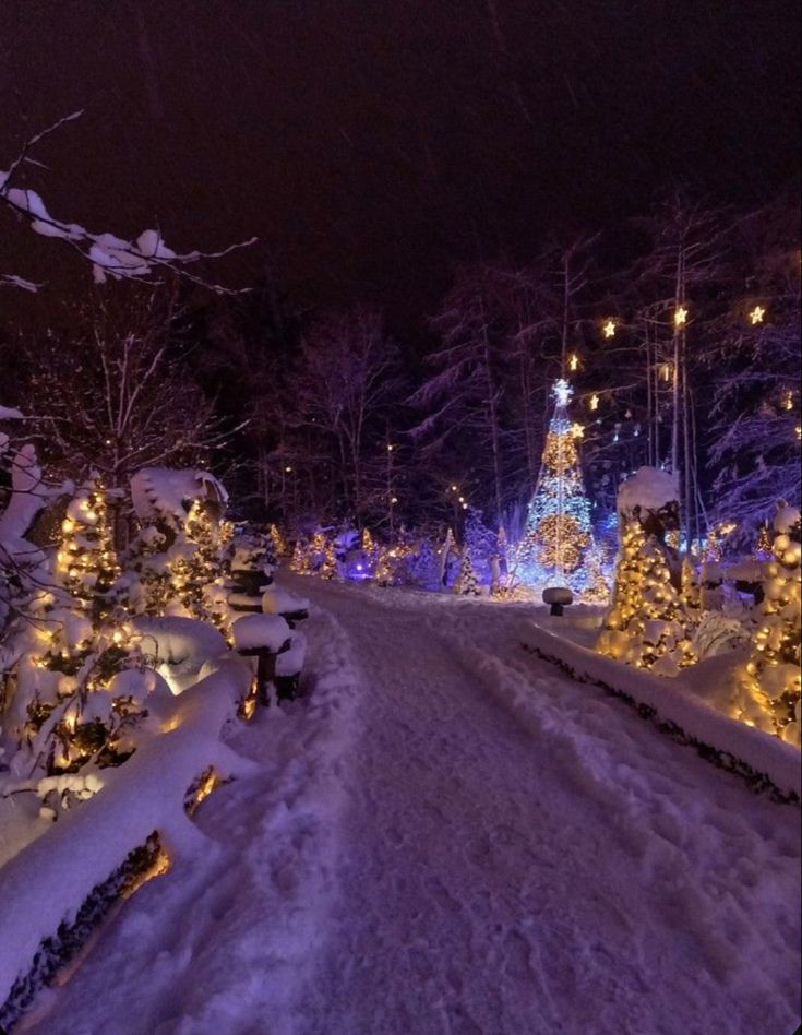 a snowy path with christmas lights and trees