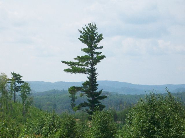 a lone pine tree stands in the middle of a forest with mountains in the background