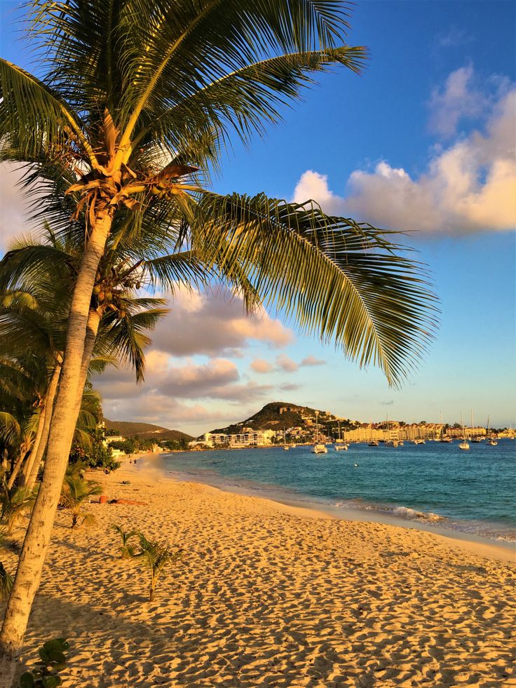 a palm tree sitting on top of a beach next to the ocean and boats in the water