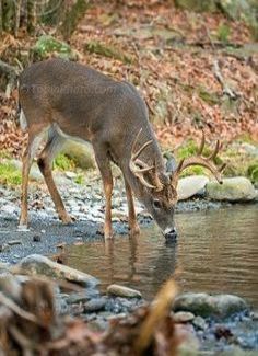 a deer drinking water from a stream in the woods