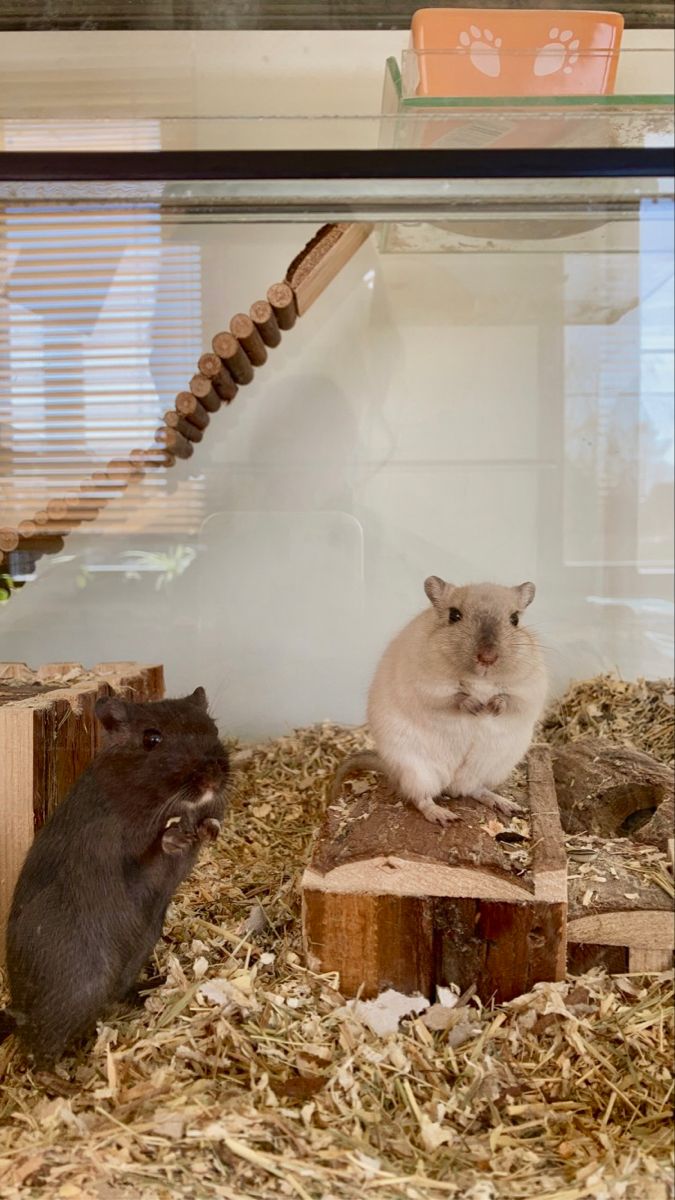 two hamsters in a glass case with hay and wood chips on the ground next to them