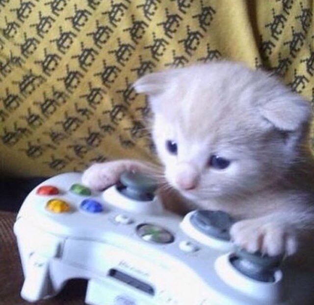 a kitten is playing with a video game controller