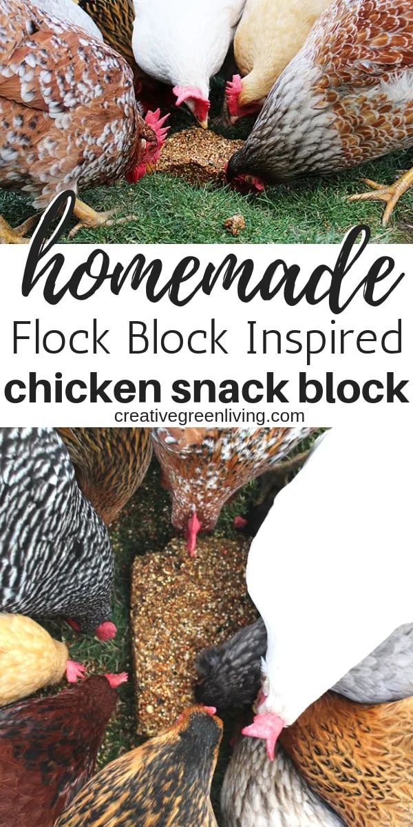 the chickens are pecking at each other on the grass with text overlay reading homemade flock block inspired chicken snack block