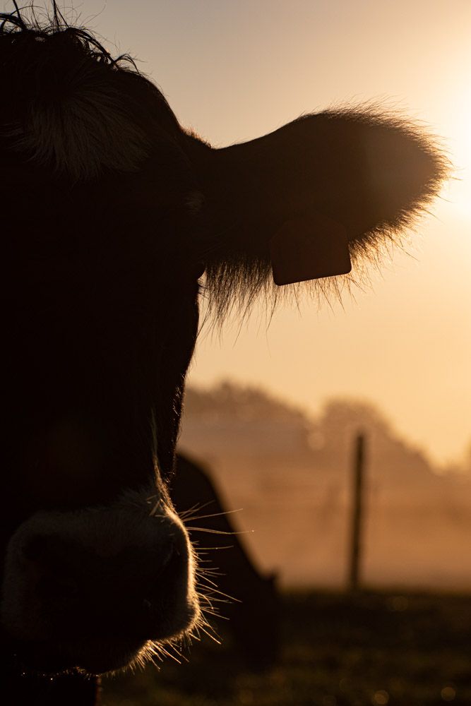 the silhouette of a cow's head against a sunset